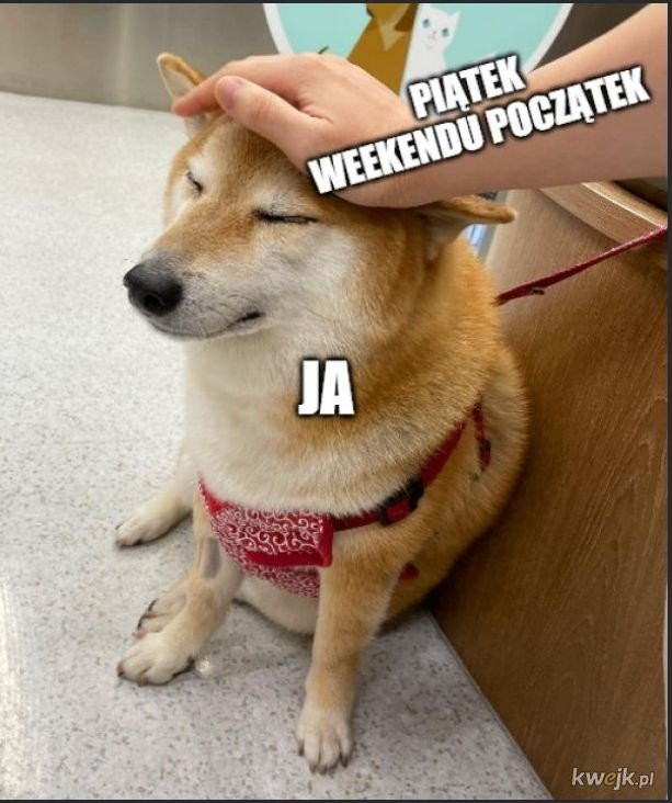 Memy na piątek i weekend