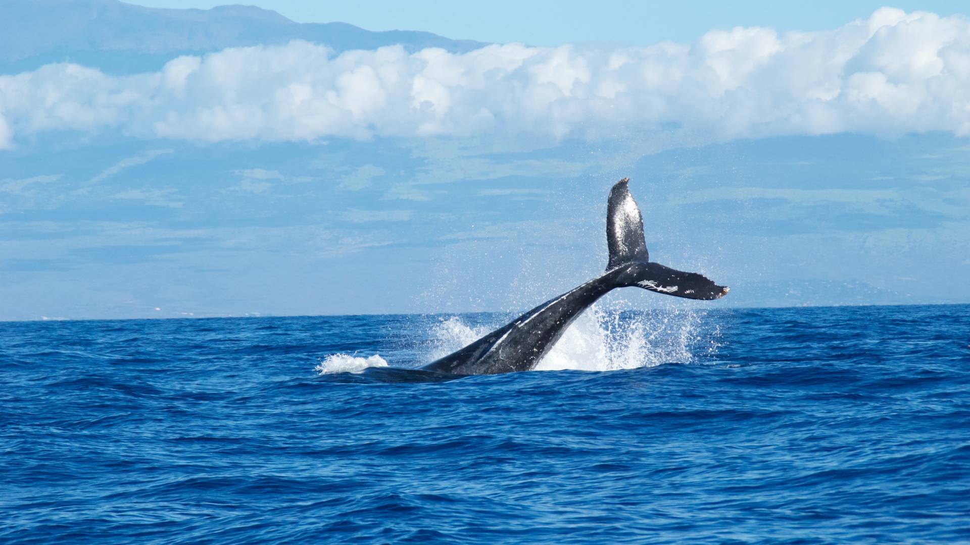 Wal Stirbt An Plastik Im Meer An Der Küste Vor Den Philippinen Noizz 