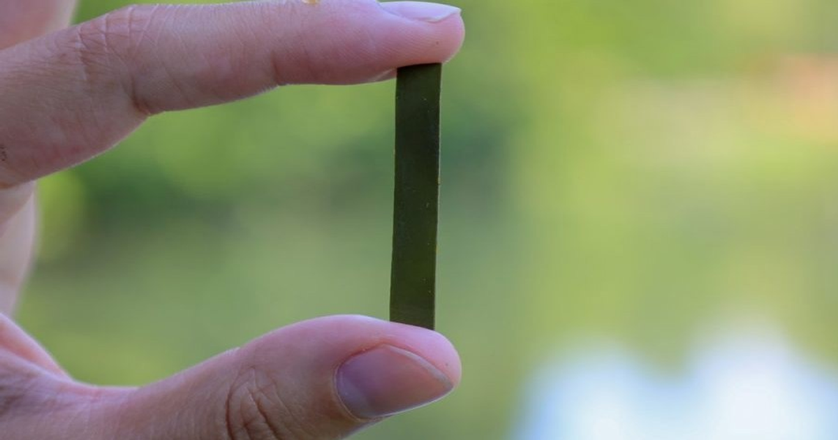 Plástico de algas 100% reciclable: Revolución científica