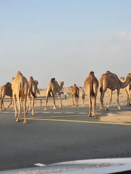 Życie w Dubaju okiem Piotrka Strugacza