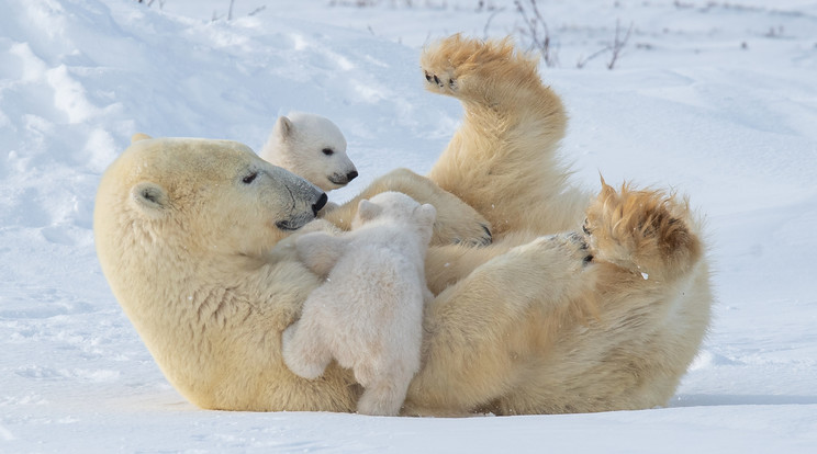 Egyre több ideig kell koplalniuk a jegesmedvéknek a klímaváltozás miatt / Fotó: Northfoto