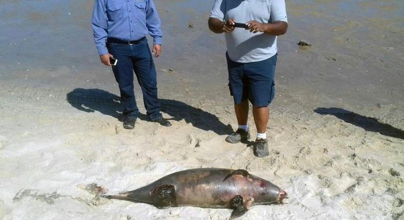 The most common cause of death for the vaquita is getting caught in illegal gillnets meant to catch another endangered species, a large fish called the totoaba