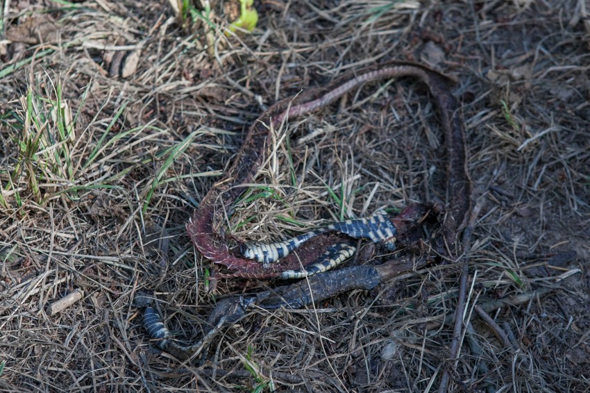 Raskomadane zmije u šumi