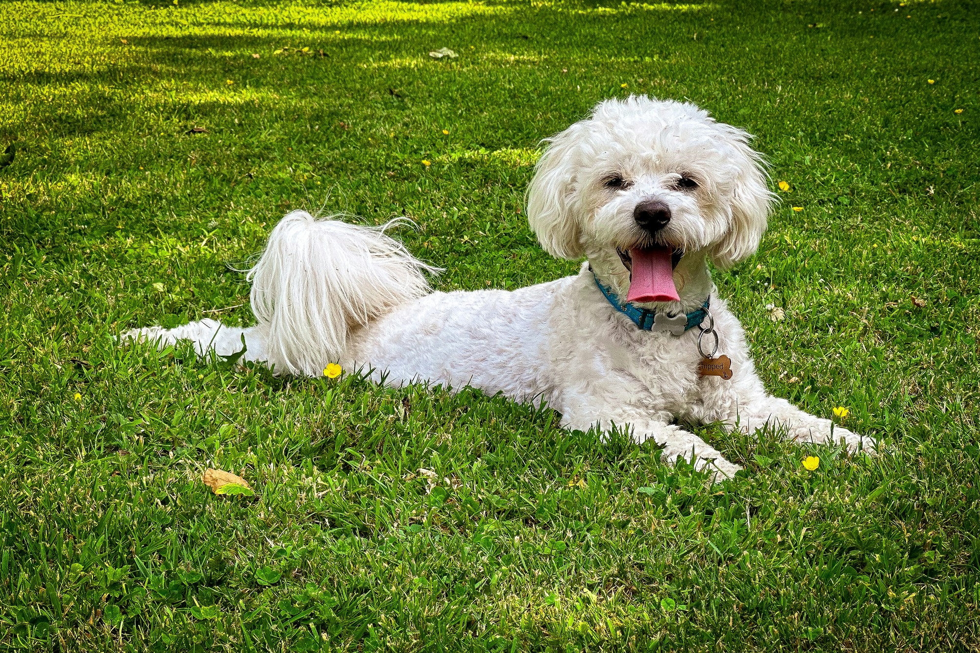 Bichon Frisé.