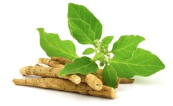 Łagodzi stres, poprawia nastrój: ashwagandha. Jak z niej korzystać?