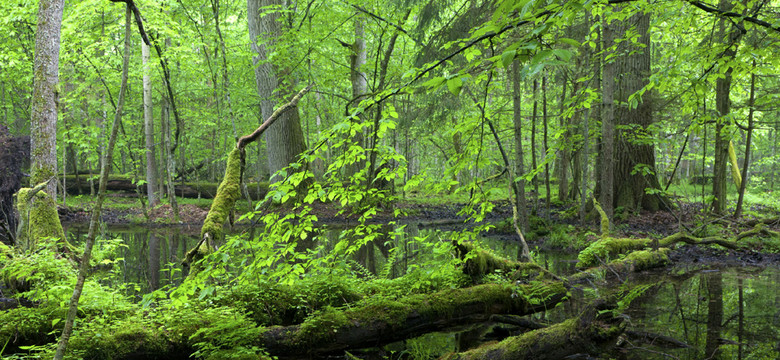 Puszcza Białowieska: degradacja postępuje, drewno gnije, a mieszkańcy nie mogą skorzystać