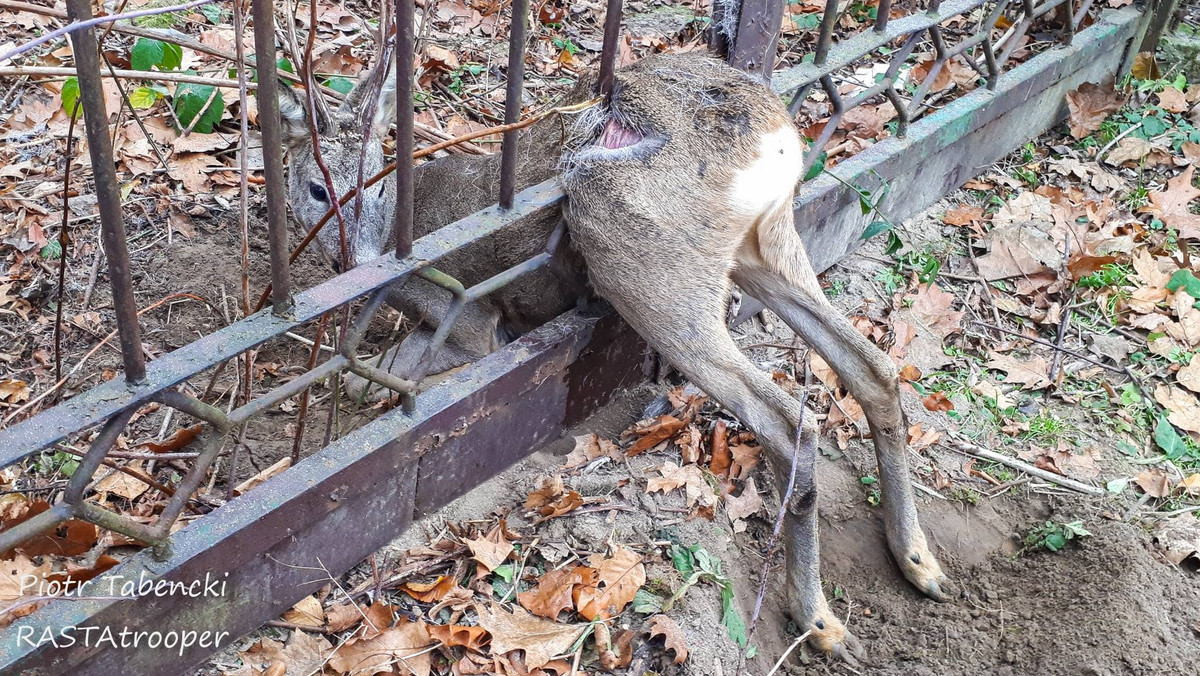 Mazowieckie. Sarna utknęła w płocie. Uratowali ją strażacy 