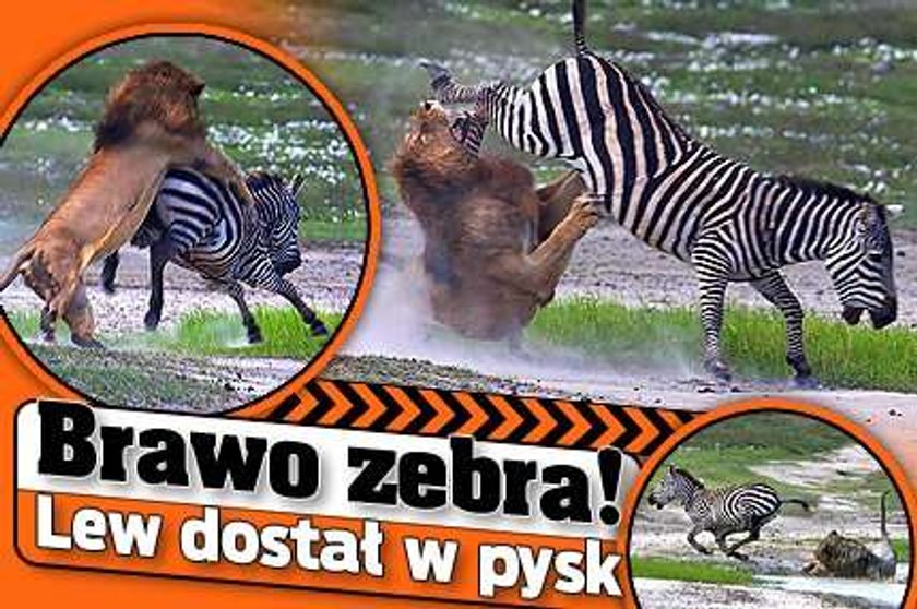 Brawo zebra! Lew dostał w pysk. FOTO