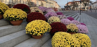 Skup chryzantem - wiemy, ile rząd wydał na więdnące kwiaty