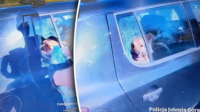 The dog was dying in a preheated car. The police broke the glass