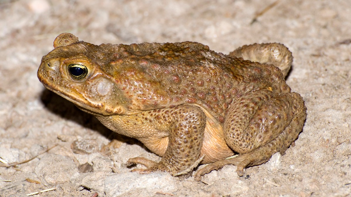 Inwazyjne gatunki zwierząt i roślin są ogromnym zagrożeniem dla światowej bioróżnorodności. Analizę problemu przedstawiło pismo "Nature Ecology &amp; Evolution".