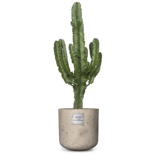 Le cactus «Bruche» chez Küng BlumenGarten pour CHF 189.