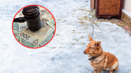 100 tysięcy złotych kary dla właściciela psa za trzymanie go na łańcuchu. służby sprawdzą warunki bytowe
