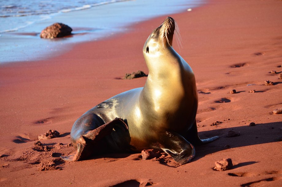 Wyspy Galapagos