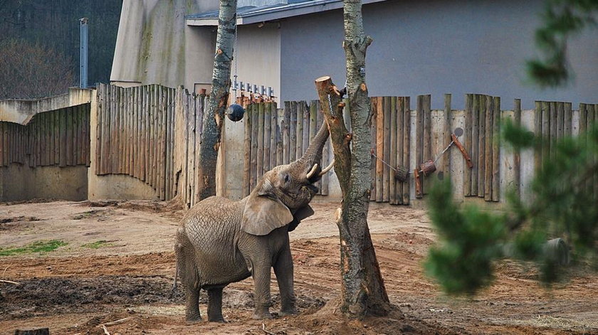 Słonica Linda z poznańskiego Zoo ma 30 lat