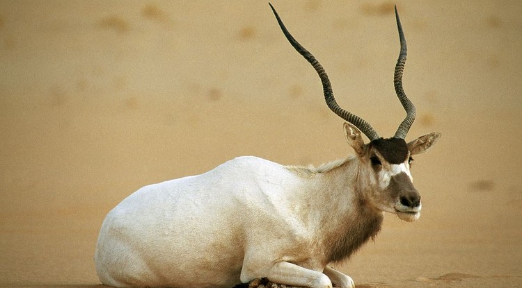 Addax