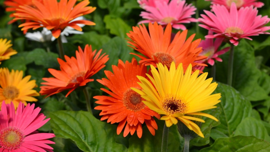 Gerbera jest korzystna w oczyszczaniu atmosfery