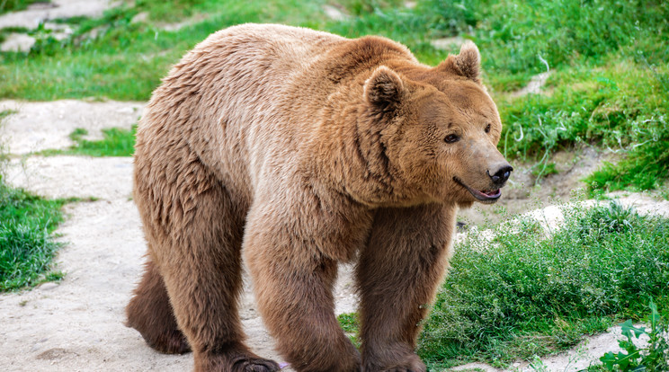 A barna medve több helyen is felbukkant a környéken /Fotó: Shuttesrtock 
