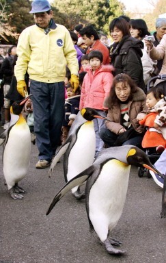 JAPAN-ANIMAL-PENGUIN