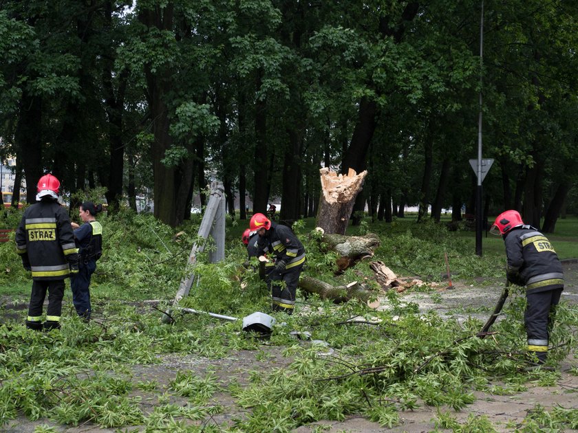 Powalone drzewo zniszczyło samochód na ul. Targowej w Łodzi