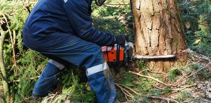 Wytną ci drzewo z działki i jeszcze każą zapłacić