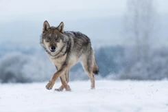 W Brzozowie po ataku wilków pracowała komisja. Zauważono dwa drapieżniki