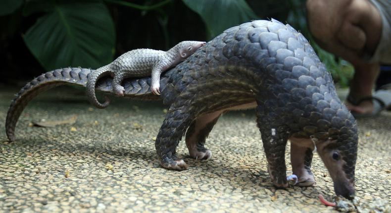 The African pangolin feeding while its young is in attendance 