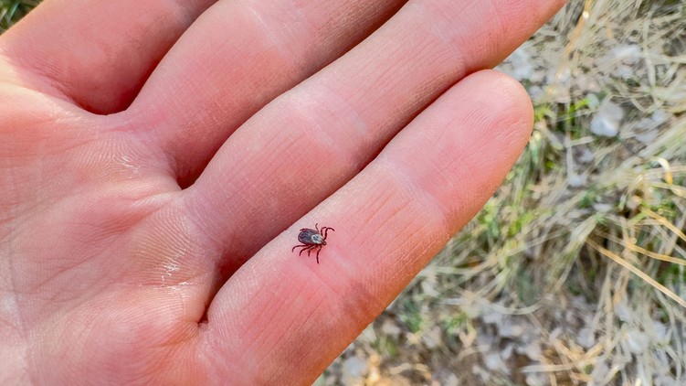 lyme-kór kullancs csípés betegség