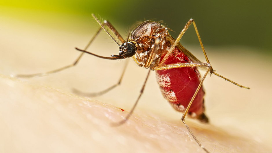 Najedzona krwią samica Aedes aegypti