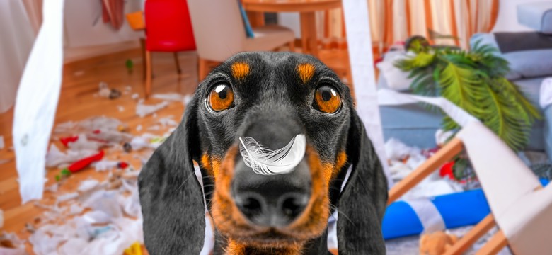 QUIZ. Jak dobrze znasz rasy psów. 10/10 tylko dla prawdziwych psiarzy
