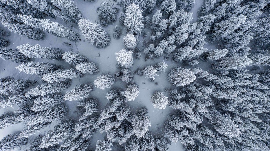 Idén sem lesznek havasak a fenyők karácsonykor / Fotó: Northfoto