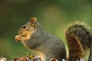 Northern Fox Squirrel (Sciurus niger) side view portrait, North America