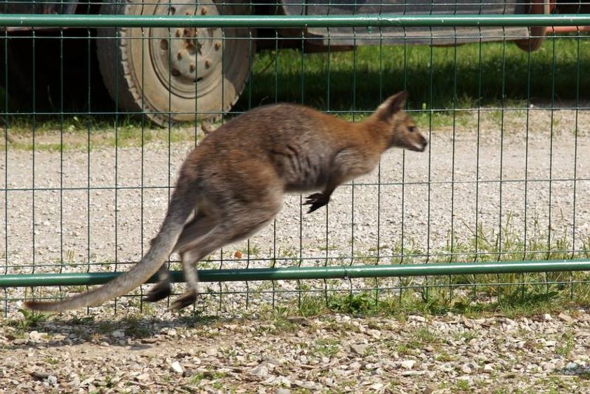 Kangurzyca Stefania zwiedza Warszawę.