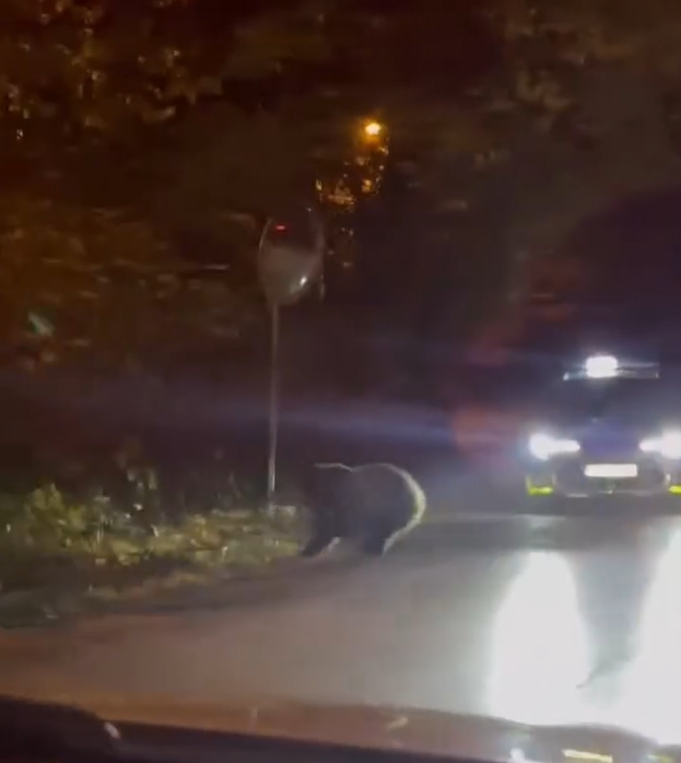 Polícii sa nakoniec podarilo šelmu vyhnať von z mesta.