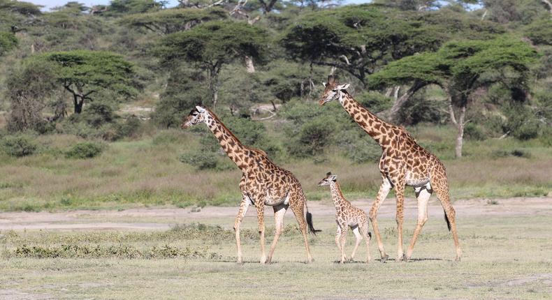 A new study questions the decades-long theory about why giraffes have such long necks.Douglas Cavener