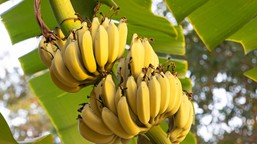 genetyczne odkrycie daje nadzieję na uratowanie światowych upraw banan