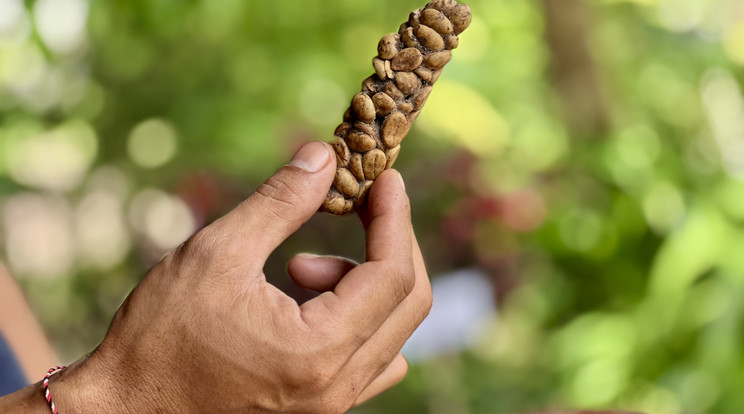 így készül a Kopi Luwak / fotó:  Northfoto