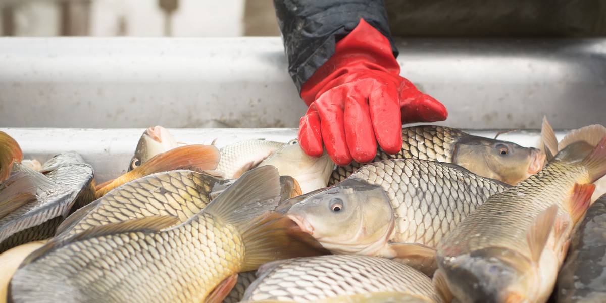  Po ile karp na święta? Nie mamy dla was dobrych wieści.