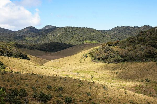 Galeria Sri Lanka - bogactwo fauny i flory, obrazek 12