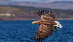 Niezwykle przyjemny quiz z polskich ptaków. 20/20 tylko dla orłów