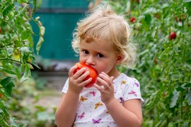 Šta se dešava u našem telu ako SVAKOG DANA JEDEMO PARADAJZ? Možda je teško poverovati, ali naučnici su potvrdili!