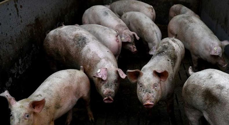 Swine fever virus kills pigs worth N7bn in Lagos farm - AFAN. [ndtv]