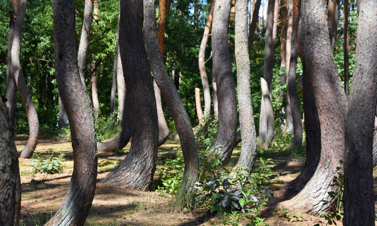 "Jak ze »Stranger Things«". Portal z USA pod wrażeniem polskiego lasu
