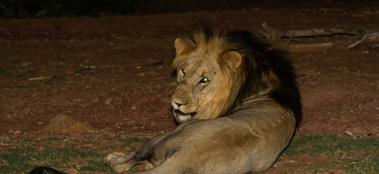 Lwy zabiły troje dzieci w Tanzanii