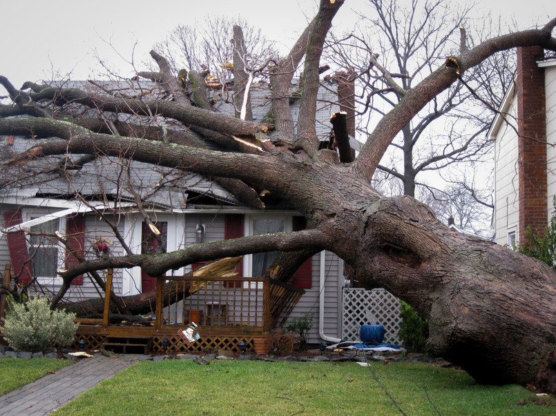 Drzewo drzewa dom wichura przewrócone drzewo A,Large,Tree,Lays,On,Top,Of,A,House,In