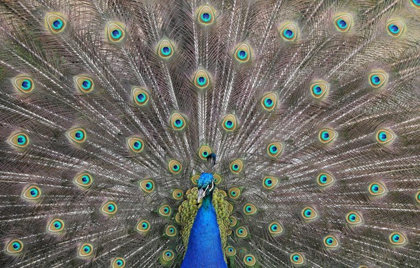 A peacock displays his plumage as part of a courtship ritual to attract a mate, at a park in London