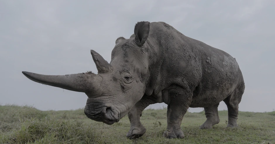 Scena iz dokumentarca