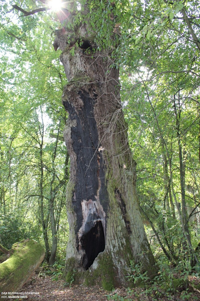 Dąb rezerwatu Stawiska, Załęczański Park Krajobrazowy