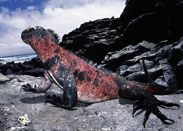 Galeria Ekwador - podwodny świat Wysp Galapagos, obrazek 12