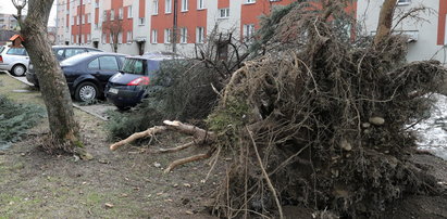 Uwaga na silny wiatr! Synoptycy wydali ostrzeżenia pierwszego stopnia